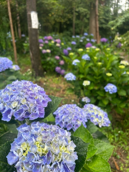 紫陽花　令和八年