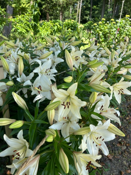 百合　白