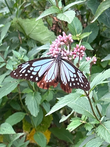 令和7年アサギマダラ